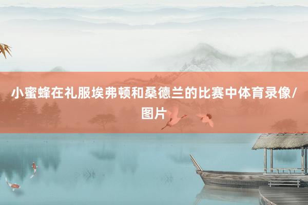 小蜜蜂在礼服埃弗顿和桑德兰的比赛中体育录像/图片